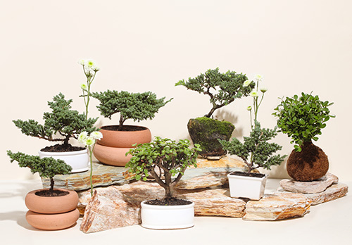 imagen de varias plantas sobre rocas