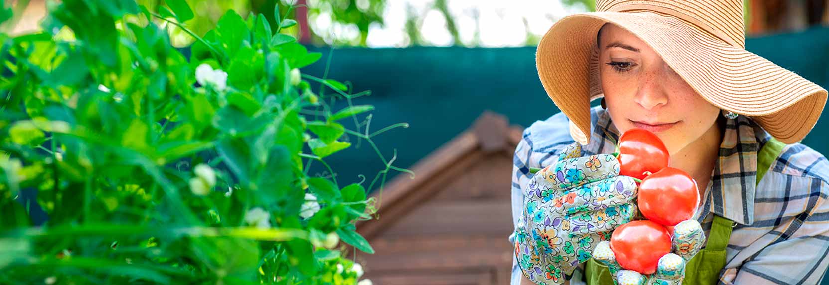Una empresaria agrícola con sobrero y guantes, con tomates en sus manos