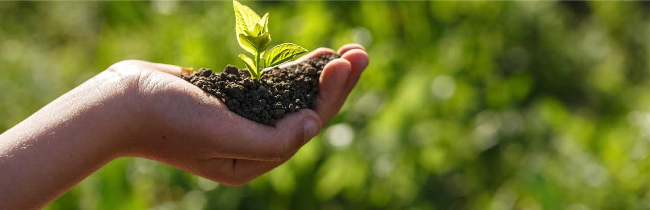 Una mano con un puñado de tierra negra con una pequeña planta verde creciendo