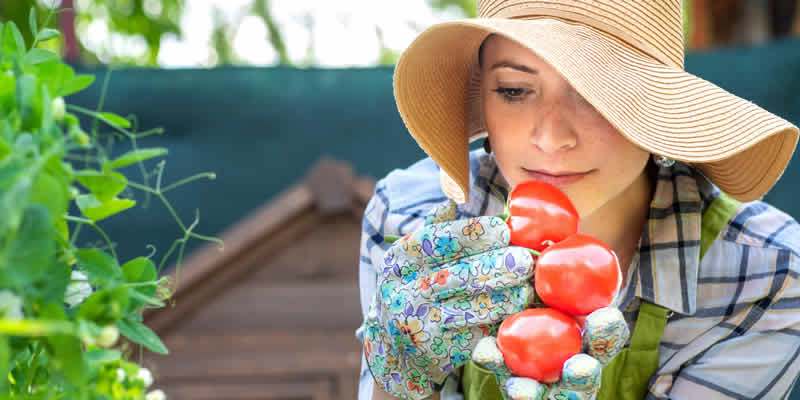 Una empresaria agrícola con sobrero y guantes, con tomates en sus manos